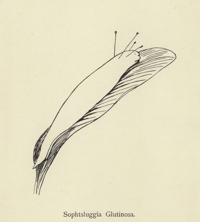 Sophtsluggia Glutinosa - Edward Lear